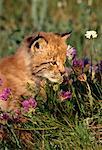 Siberian Lynx Kitten