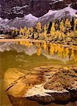 Herbst Lärche, Opabin Plateau, Yoho Nationalpark, Britisch-Kolumbien, Kanada