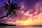 Palmier au coucher du soleil, Oahu, Hawaii, USA