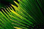 Palm Leaves, Hawaii, USA