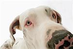 Close-Up of Great Dane