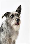 Portrait of Wolfhound Mutt