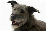 Portrait de l'Irish Wolfhound Mutt