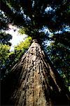 Looking Up at Redwood Trees