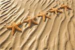 Starfish on Beach