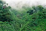 Overview of Forest Andes Mountains Napo Province, Ecuador