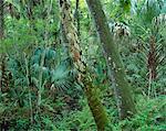 Arbres en forêt Highlands Hammock State Park Sebring, Florida, USA