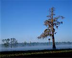 Cyprès arbres lac Lafayette, Tallahassee Florida