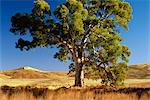 Eucalyptus arbres Parc National des Flinders Ranges Australie