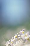 Bluets, Shamper's Bluff New Brunswick