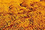 Orange Daisies, Namaqualand Africa