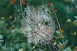Spinne Web Shamper Bluff New Brunswick, Kanada