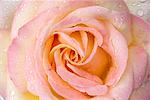 Close-Up of a Rose