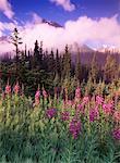 Fireweed Banff National Park Alberta, Canada