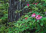 Rhododendrons