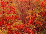 Sumac Trees in Autumn