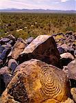 Pétroglyphe Saguaro National Monument en Arizona, USA