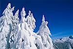 Snow Covered Trees Austria