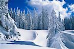 Snow Covered arbres, Autriche