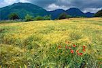 Poppies in Barley Field Italy