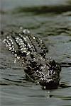 Close-Up of Crocodile Prince Regent River Western Australia