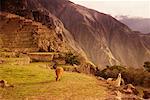 Llamas in Machu Picchu Peru