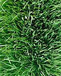 Close-Up of Grass