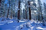 Snow Covered Forest Lassen National Park California, USA