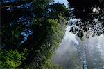 Sonnenschein durch Redwoods California, USA