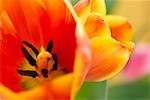 Close-Up of Tulips