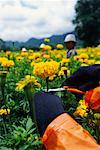 Workers in Chrysanthemum Field Pakchong, Thailand