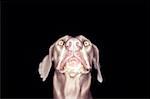 Weimaraner