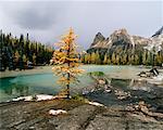 Opabin Plateau Yoho-Nationalpark, British Columbia, Kanada