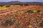Spring Time Namaqualand South Africa
