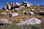 Wildblumen Namaqualand, Südafrika