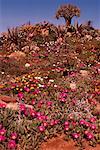 Arbre sur une colline couverte de fleurs la Province du Cap en Afrique du Sud Afrique