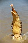 Crocodile alimentation territoire du Nord, Australie