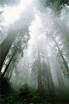 Looking Up at Redwoods Jedediah Smith State Park California, USA