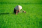 Woman Working in Rice Field Nha Trang, Vietnam