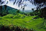 Tea Estate Sungai Palas Cameron Highlands Malaysia