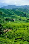 Cameron Highlands Malaysia