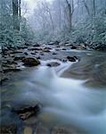 Rivière dans la forêt Smoky Mountains National Park Tennessee, USA