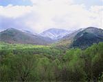 Berge und Wald Smokey Mountains Nationalpark Tennessee, USA