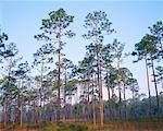 Ochlockonee River State Park Florida, USA