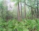 Appalachicola National Forest Florida, USA