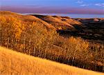 Parc Interprovincial Cypress Hills à Sunrise en Saskatchewan, Canada