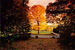 Backyard in Autumn Knowlton, Quebec Canada