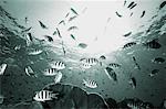 Banc de poissons Sergent