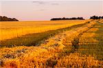 Golden Wheat Field Shoal Lake, Manitoba