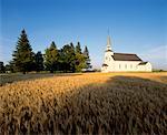 Church in Barley Field Cardinal, Manitoba